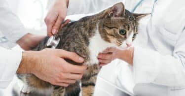 Imagem de dois veterinários com estetoscópio examinando um gato