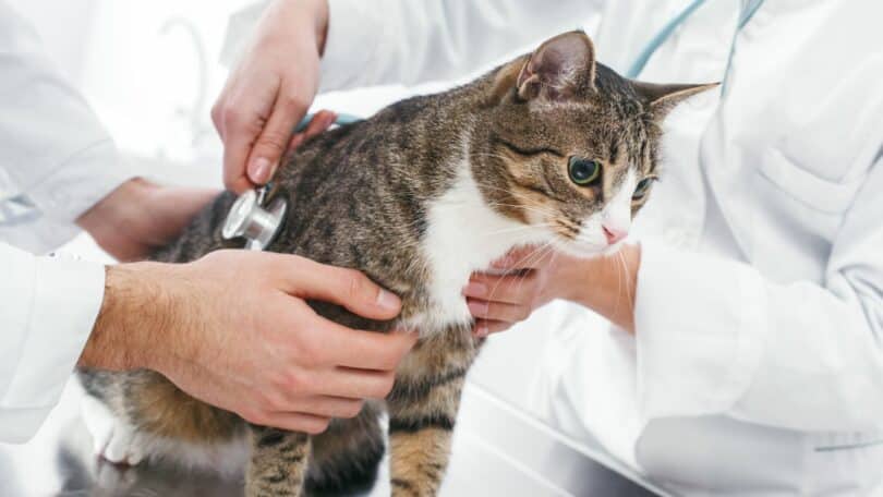 Imagem de dois veterinários com estetoscópio examinando um gato