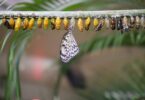 Imagem de várias borboletas, cada uma em seu ciclo, e uma já está fora do casulo.