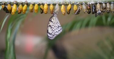 Imagem de várias borboletas, cada uma em seu ciclo, e uma já está fora do casulo.