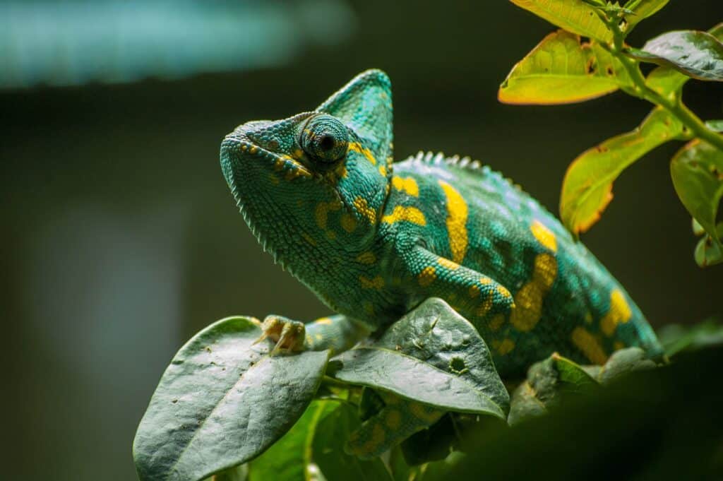 Camaleão verde e amarelo sobre galho de folhas