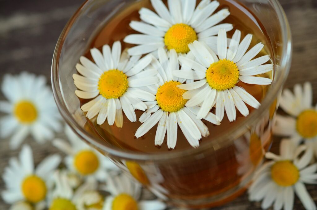 Flores de camomila dentro de um copo com chá