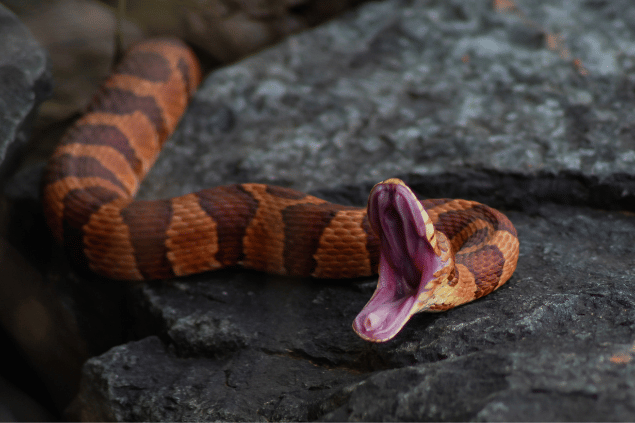 Cobra grande com a boca aberta, pronta para picar