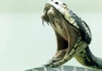 Imagem lateral da cobra com a boca aberta