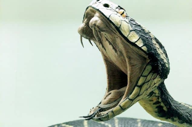 Imagem lateral da cobra com a boca aberta
