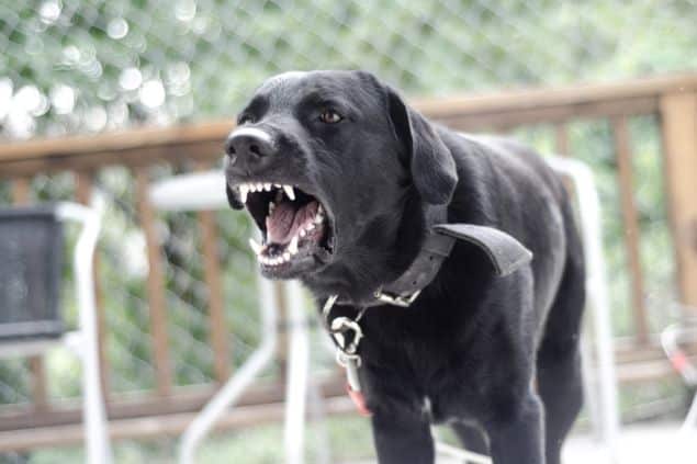 Cachorro preto preso por uma coleira latindo e rosnando