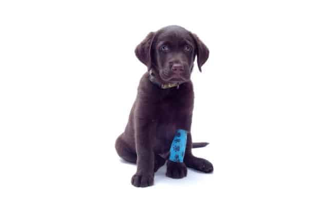 Cachorro preto com uma faixa na pata machucada