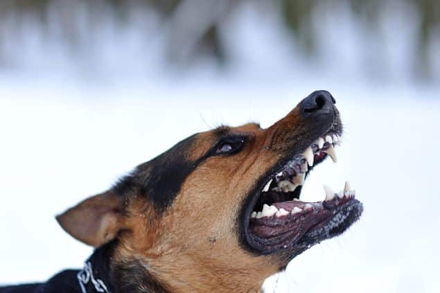 Cachorro preto latindo com feição de bravo