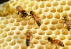 Abelhas em cima de um pedaço de mel duro