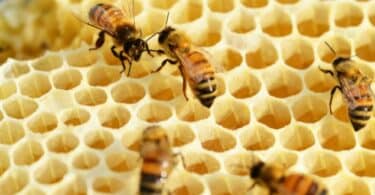 Abelhas em cima de um pedaço de mel duro