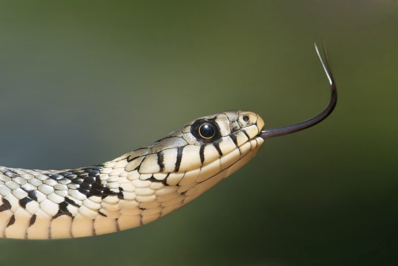 Rosto de uma cobra com a língua para fora