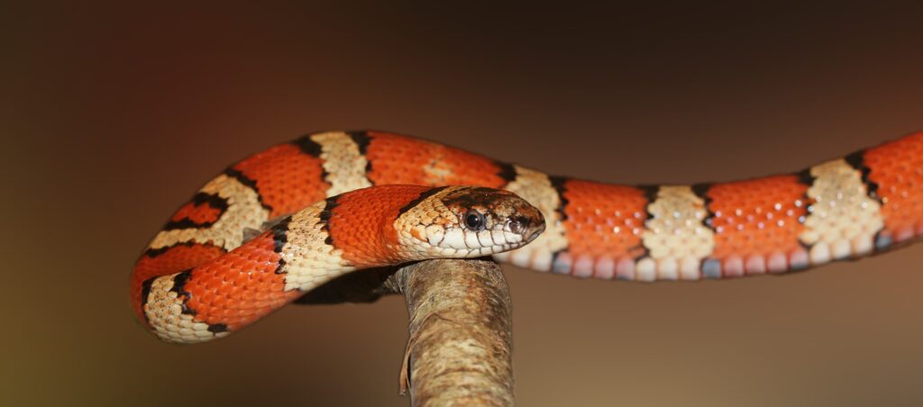 Cobra pequena listrada de branco e vermelho alaranjado sobre um galho