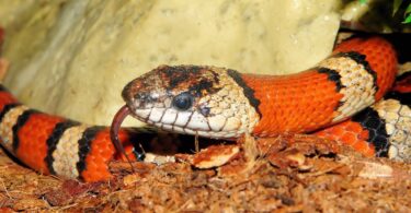 Cobra vermelha com listras pretas e brancas sobre a terra