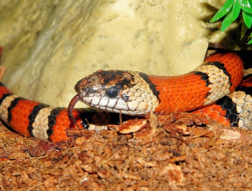Cobra vermelha com listras pretas e brancas sobre a terra