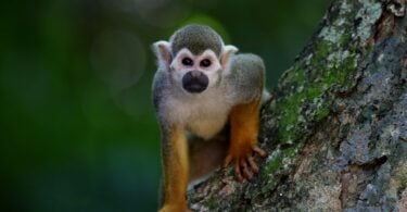 Pequeno macaco exótico no meio da natureza