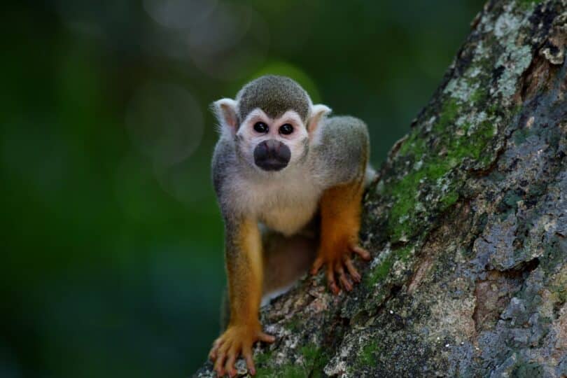 Pequeno macaco exótico no meio da natureza