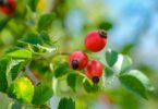 Fruto da rosa mosqueta em galho de árvore