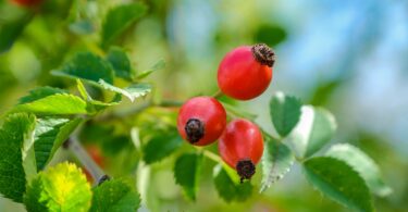 Fruto da rosa mosqueta em galho de árvore