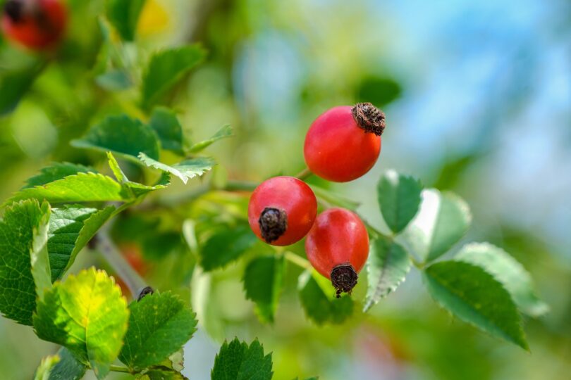 Fruto da rosa mosqueta em galho de árvore