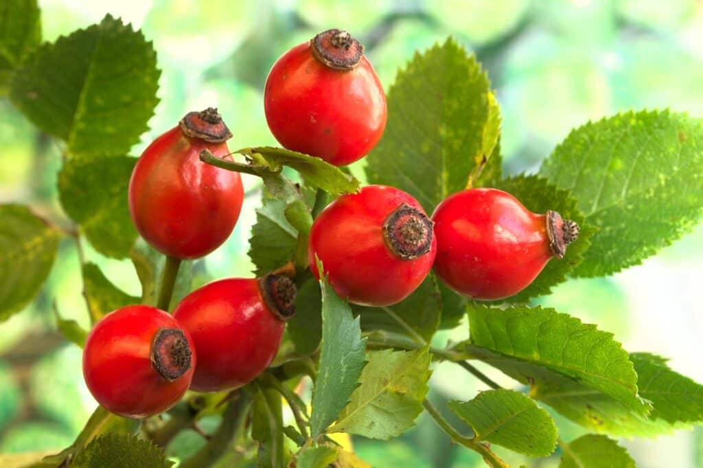 Frutos de rosa mosqueta em árvore.