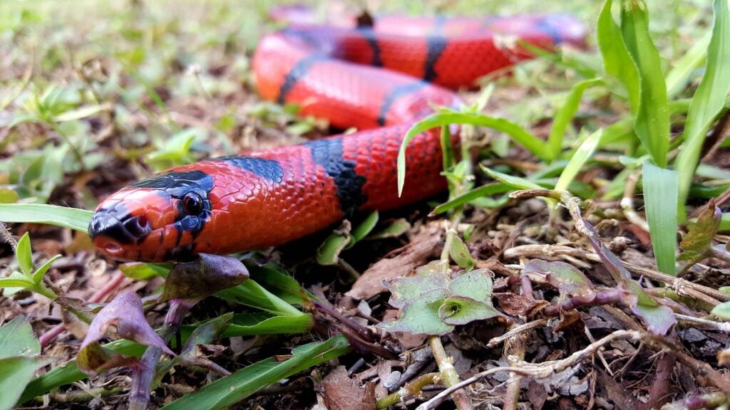 Cobra vermelha com linhas pretas no meio do mato