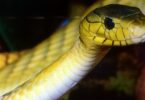 Imagem de uma cobra amarela.