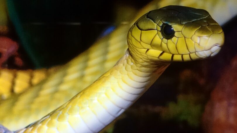 Imagem de uma cobra amarela.
