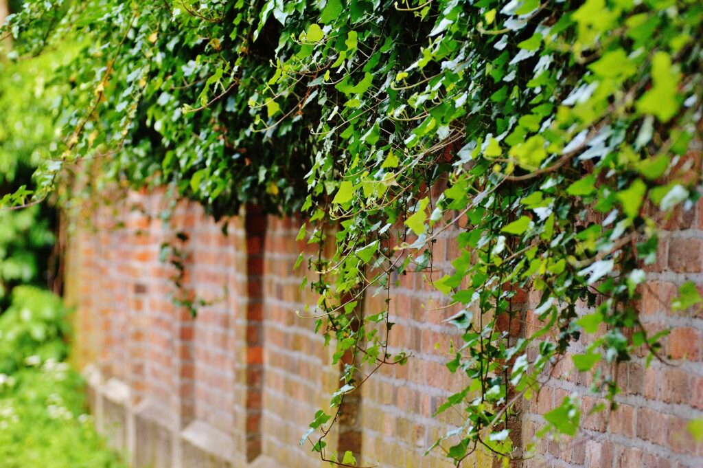 Planta trepadeira em muro de tijolos