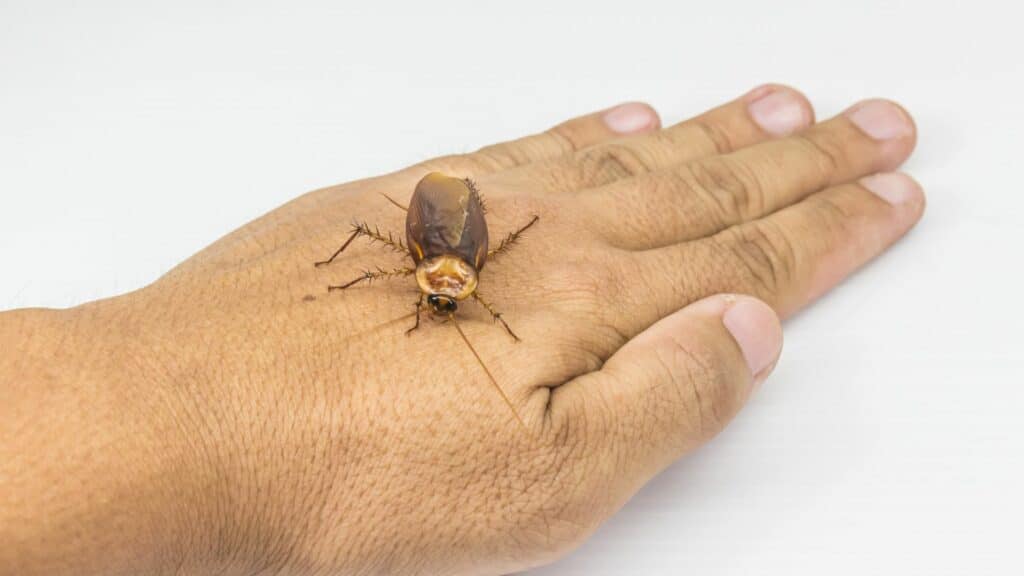 Imagem de uma barata na mão de uma pessoa