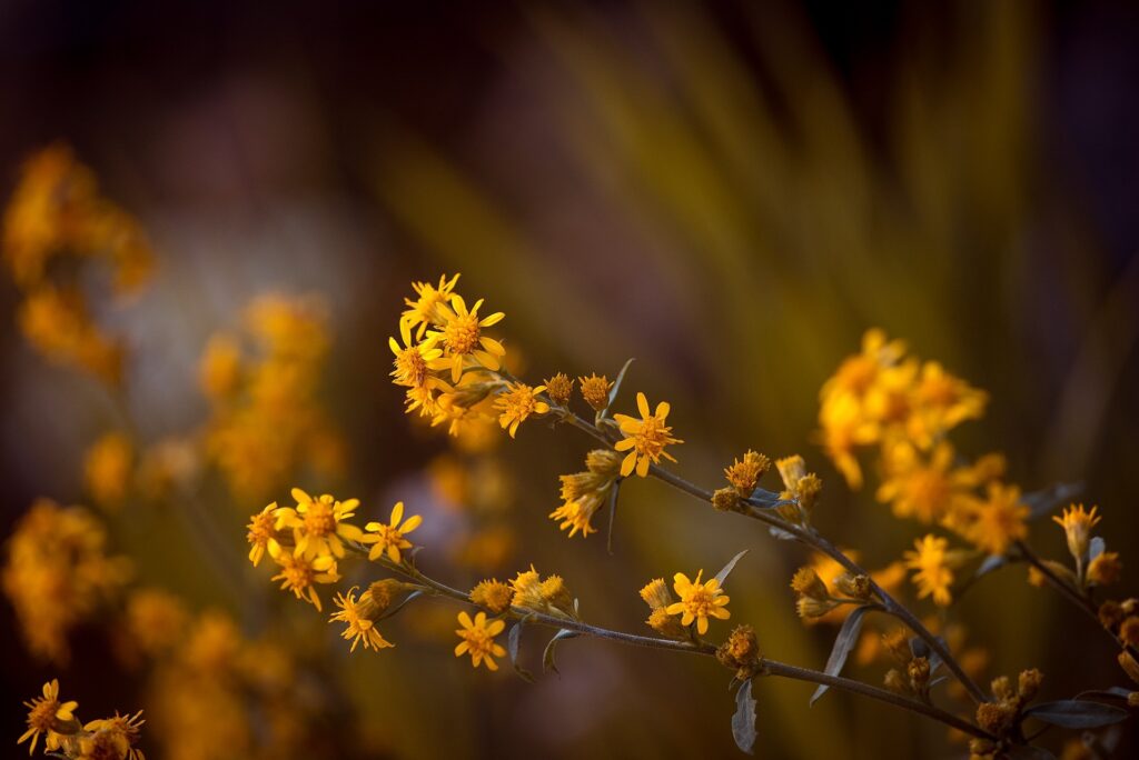 Flores de arnica na natureza