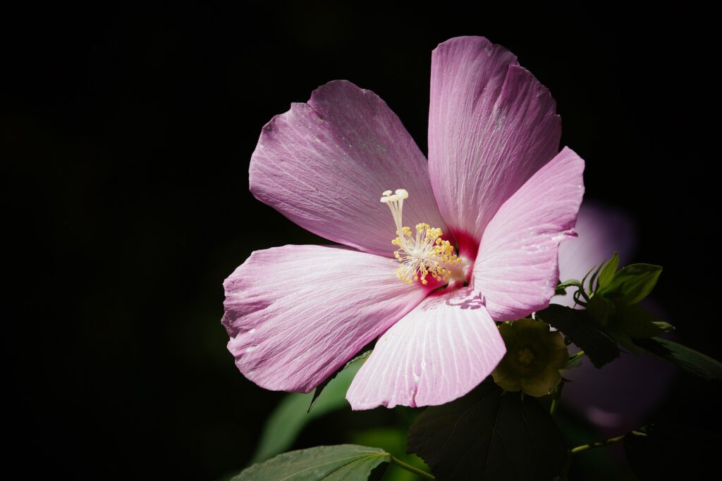 Flor de hibisco na natureza