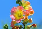 Flor malva rosa e amarela sob p céu azul