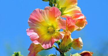 Flor malva rosa e amarela sob p céu azul