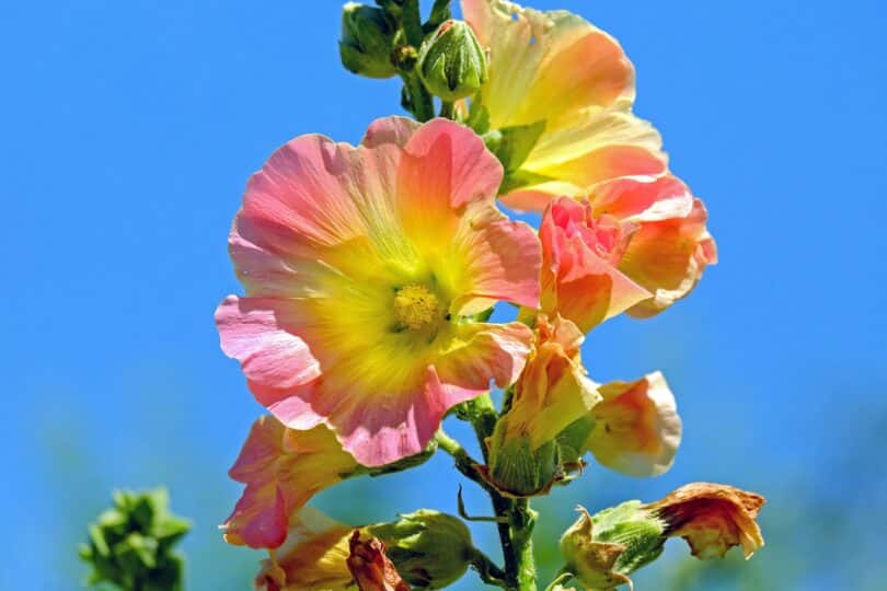 Flor malva rosa e amarela sob p céu azul