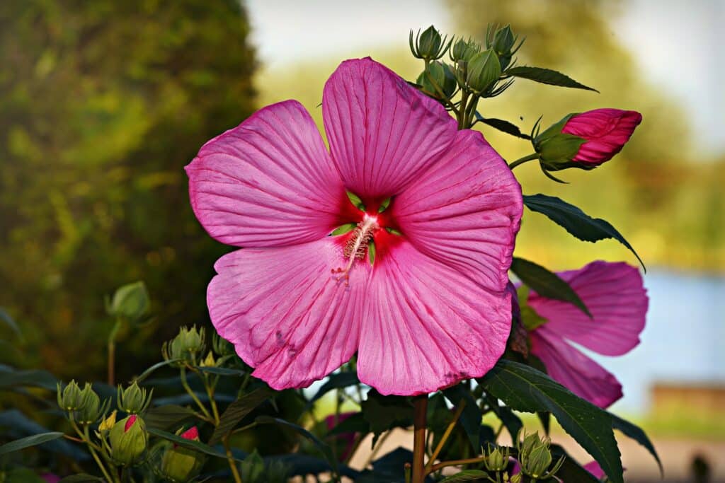 Flor malva cor de rosa na natureza
