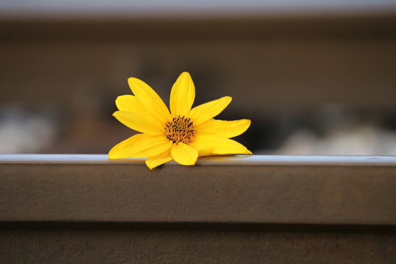 Flor de arnica