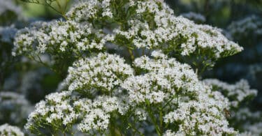 Planta valeriana na natureza