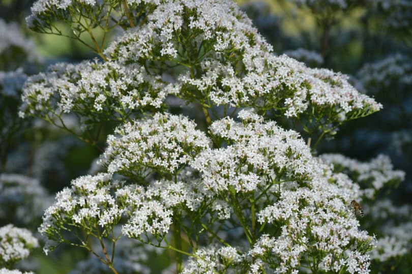 Planta valeriana na natureza