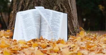 Bíblia aberta e apoiada sobre as raízes de uma árvore