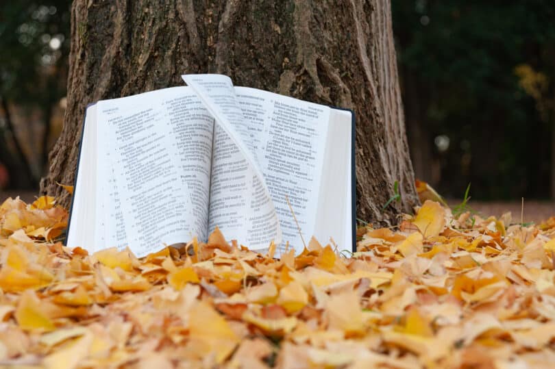 Bíblia aberta e apoiada sobre as raízes de uma árvore