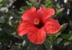 Flor vermelha de hibisco na natureza