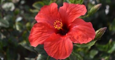 Flor vermelha de hibisco na natureza