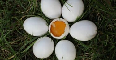 Seis ovos brancos inteiros dispostos em círculo, ao redor de um ovo quebrado, com a gema aparecendo. Eles estão sobre a grama.