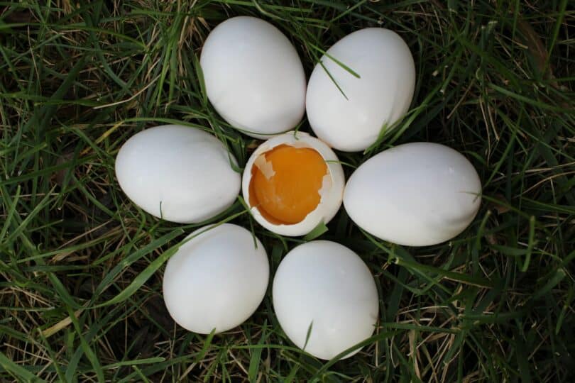 Seis ovos brancos inteiros dispostos em círculo, ao redor de um ovo quebrado, com a gema aparecendo. Eles estão sobre a grama.