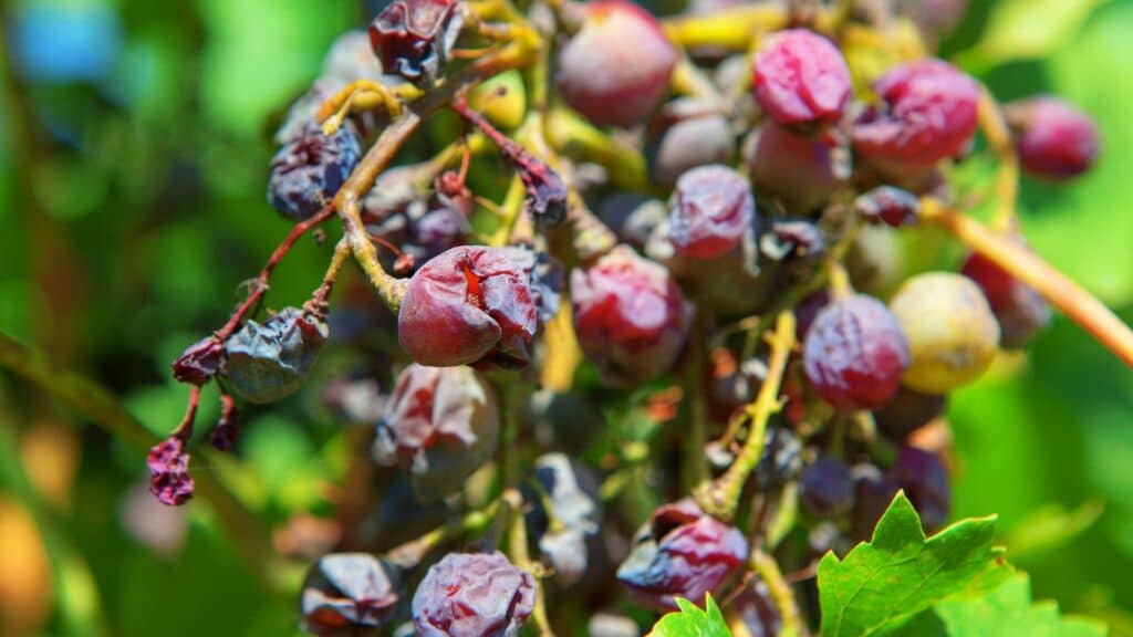 Imagem de uvas podres no cacho