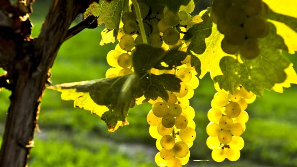 Imagem de um cacho de uvas amarelas