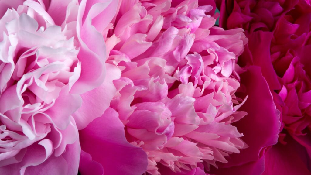 Imagem de flores rosas, cada uma com um tom diferente