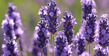 Zoom em flores de Alfazema