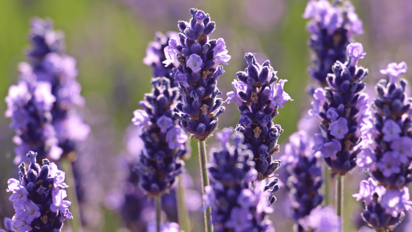 Zoom em flores de Alfazema