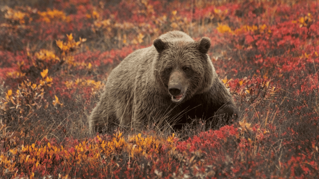 Urso pardo em meio a flores.